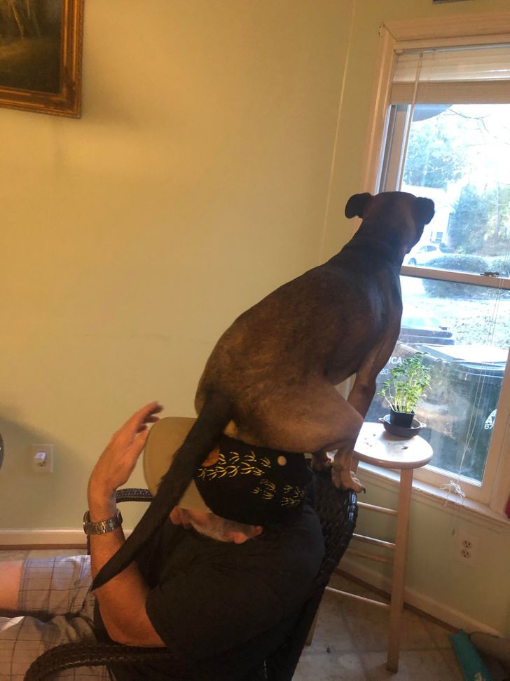 Illustration de l'article : 15 photos of dogs who think they’re cats