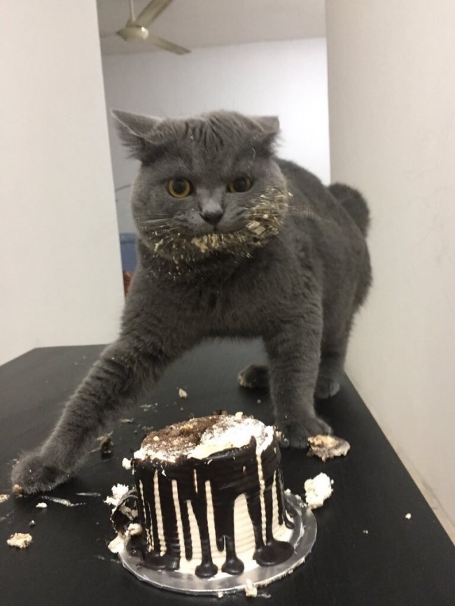 Illustration de l'article : 15 images that show how life with a cat can sometimes be complicated