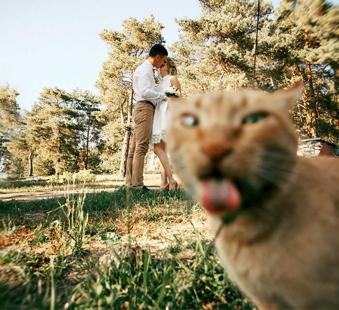 Illustration de l'article : 20 hilarious wedding photobombs that crowned the newlyweds' special day