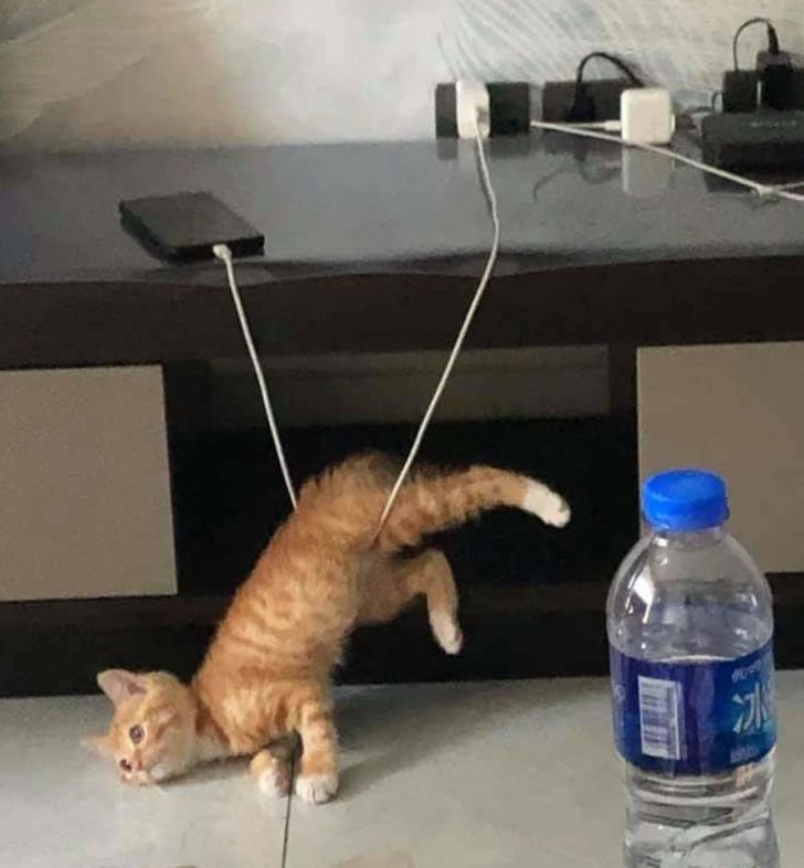 Illustration de l'article : 20 photos that show how tough life can be for a pampered pet