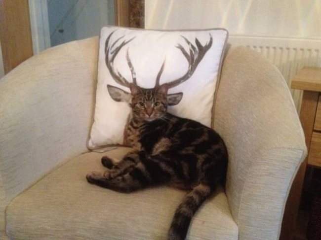 Illustration de l'article : 32 awesome perfectly-timed photos