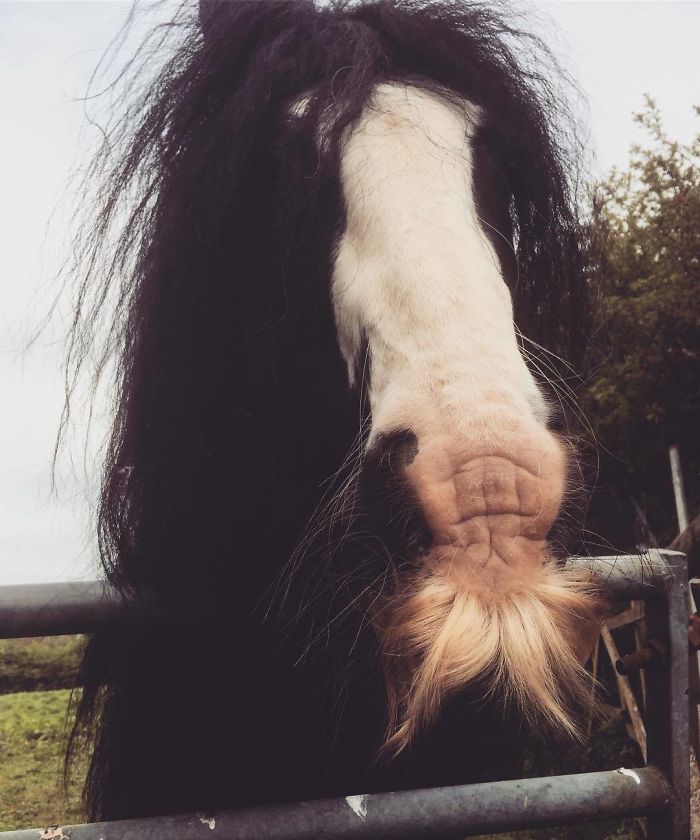 Illustration de l'article : 20 unusual photos of horses with moustaches