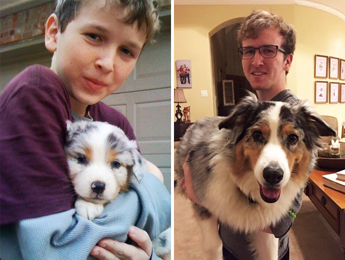 Illustration de l'article : 20 adorable photos of Australian Shepherd dogs