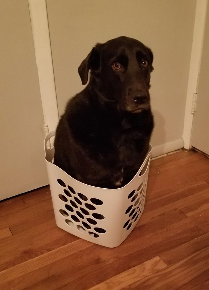 Illustration de l'article : 15 photos of dogs who think they’re cats