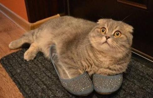 Illustration de l'article : 18 problems that anyone who has a cat experiences everyday