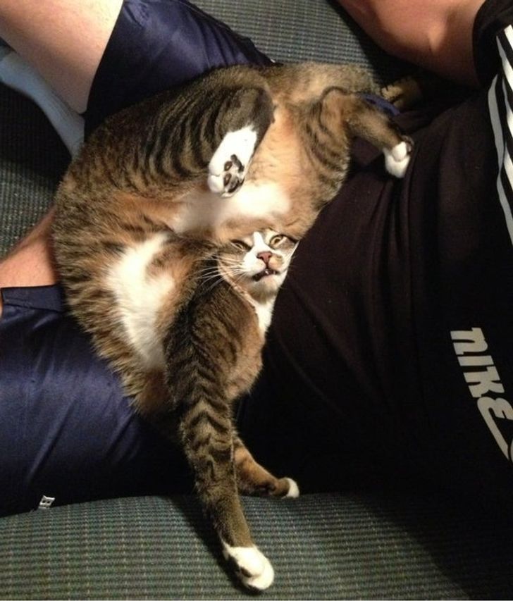 Illustration de l'article : 20 photos that show how tough life can be for a pampered pet