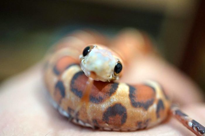 Illustration de l'article : 20 photos that will surely help you get over your fear of snakes