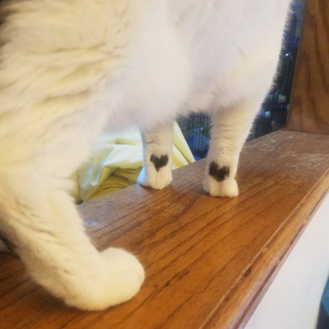 Illustration de l'article : 22 photos that prove cats really are a law unto themselves