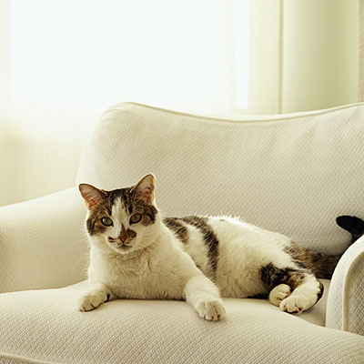 Illustration de l'article : 18 problems that anyone who has a cat experiences everyday