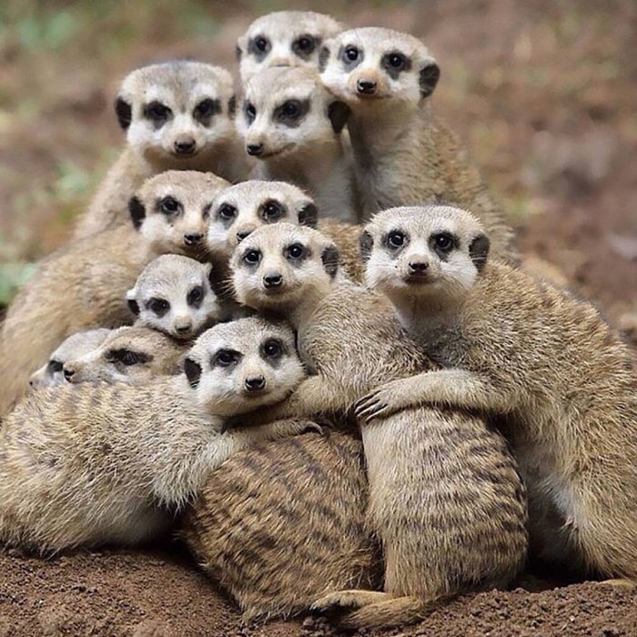 Illustration de l'article : 20 photos that prove animals know how to strike a pose
