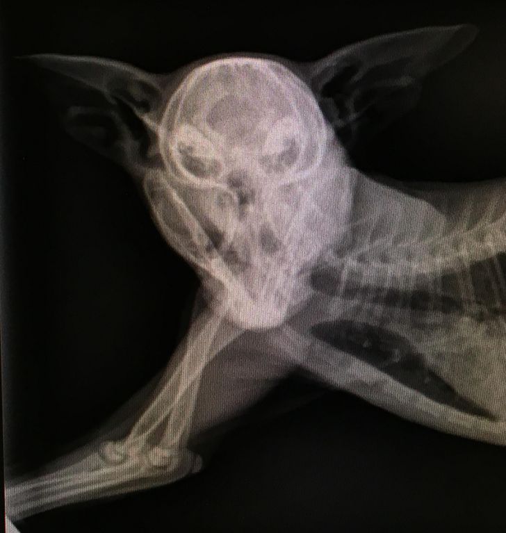 Illustration de l'article : 14 X-ray images that reveal a hidden story