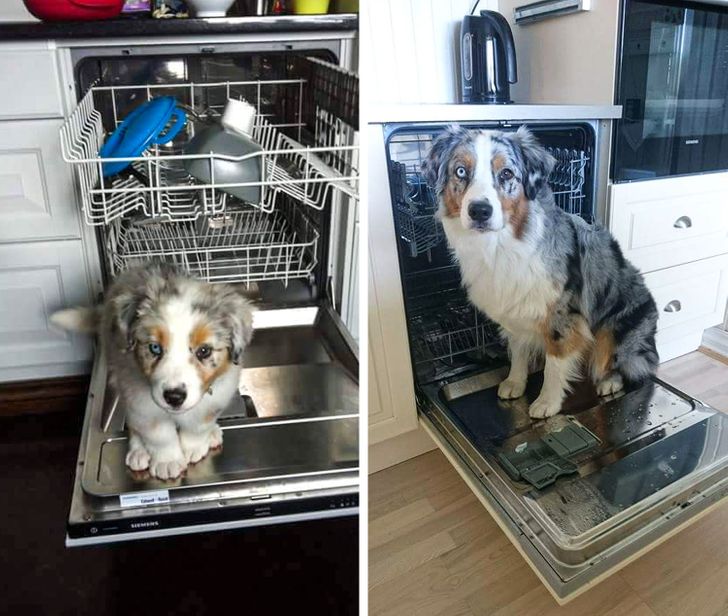 Illustration de l'article : 20 photos of dogs and cats that grew to be bigger than their owners expected