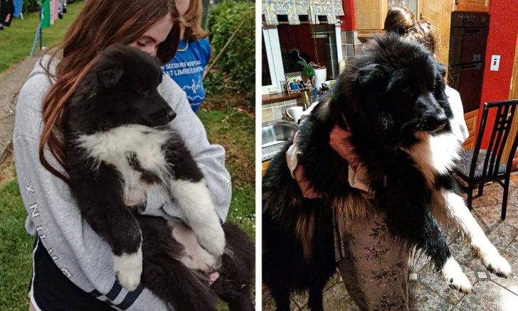 Illustration de l'article : 20 photos of dogs and cats that grew to be bigger than their owners expected