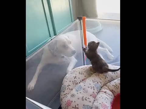 Illustration de l'article : The only survivor of a litter, a little kitten finds comfort with a loving female dog (video)