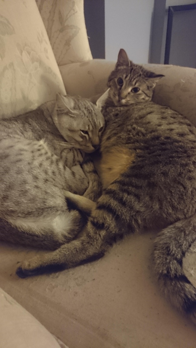 Illustration de l'article : 15 absolutely beautiful animal mothers