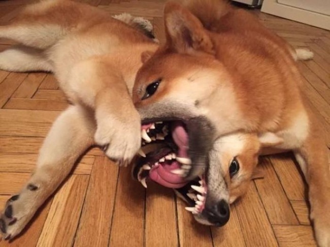 Illustration de l'article : 15 strange photos you’ll have to look at twice to understand