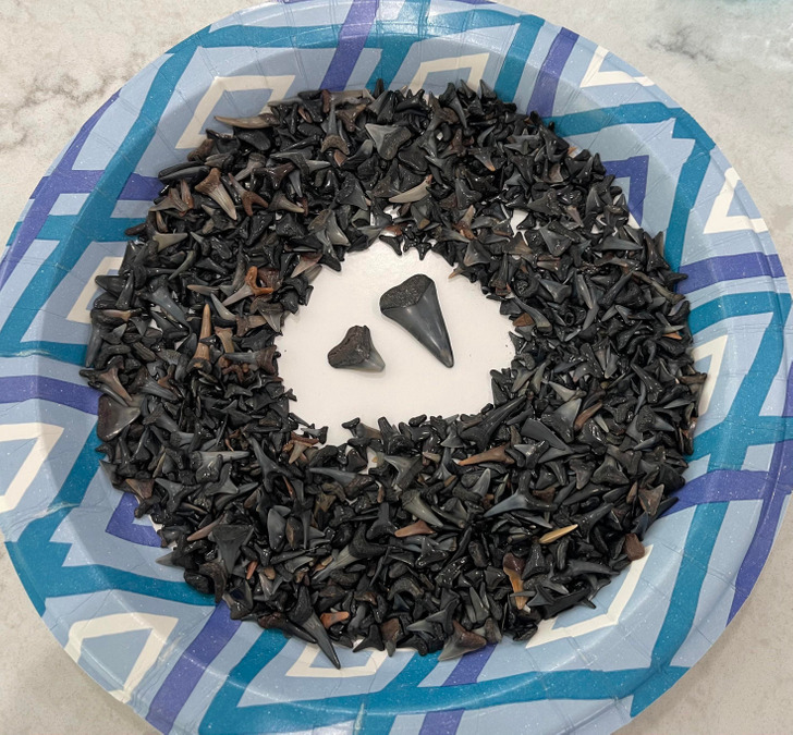 Illustration de l'article : 20 photos of weird and wonderful collections that people have treasured over the years