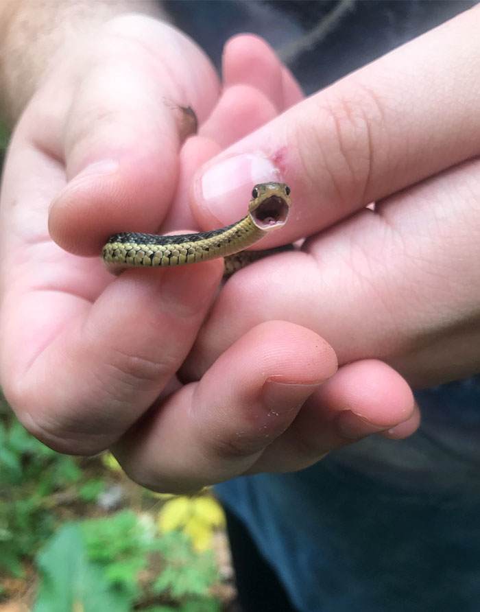 Illustration de l'article : 20 photos that will surely help you get over your fear of snakes