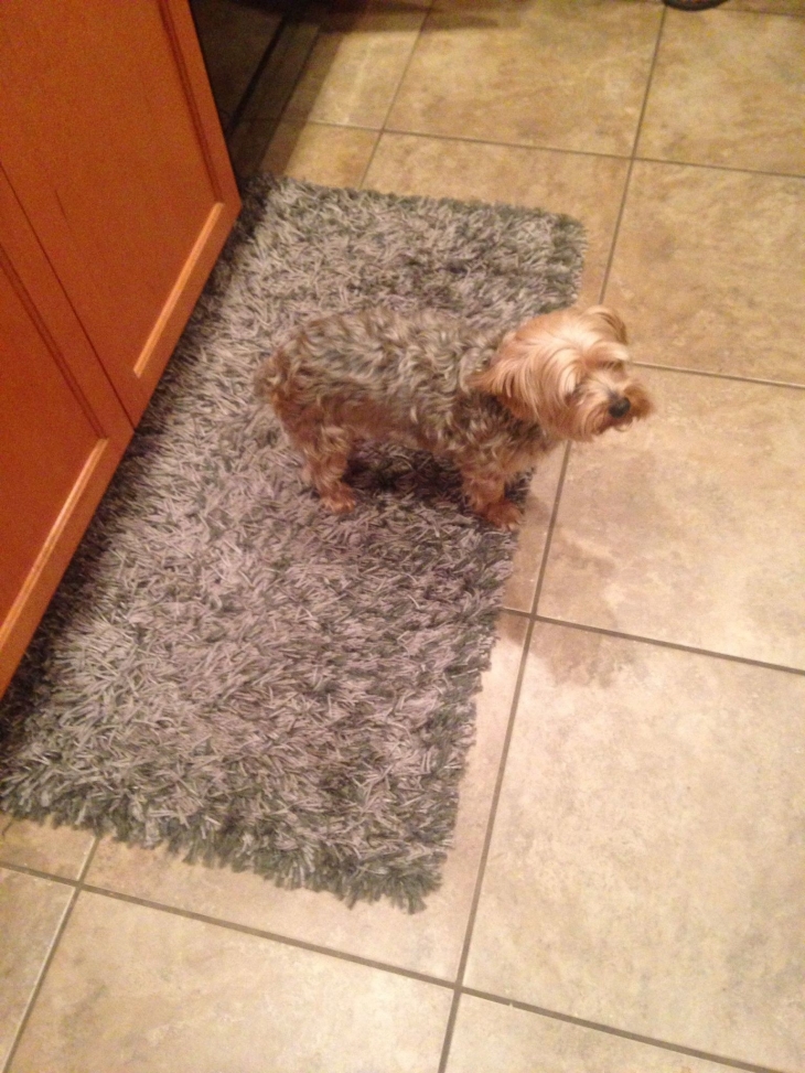 Illustration de l'article : 32 perfect examples of accidental camouflage