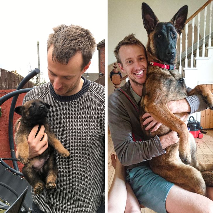 Illustration de l'article : 20 photos of dogs and cats that grew to be bigger than their owners expected
