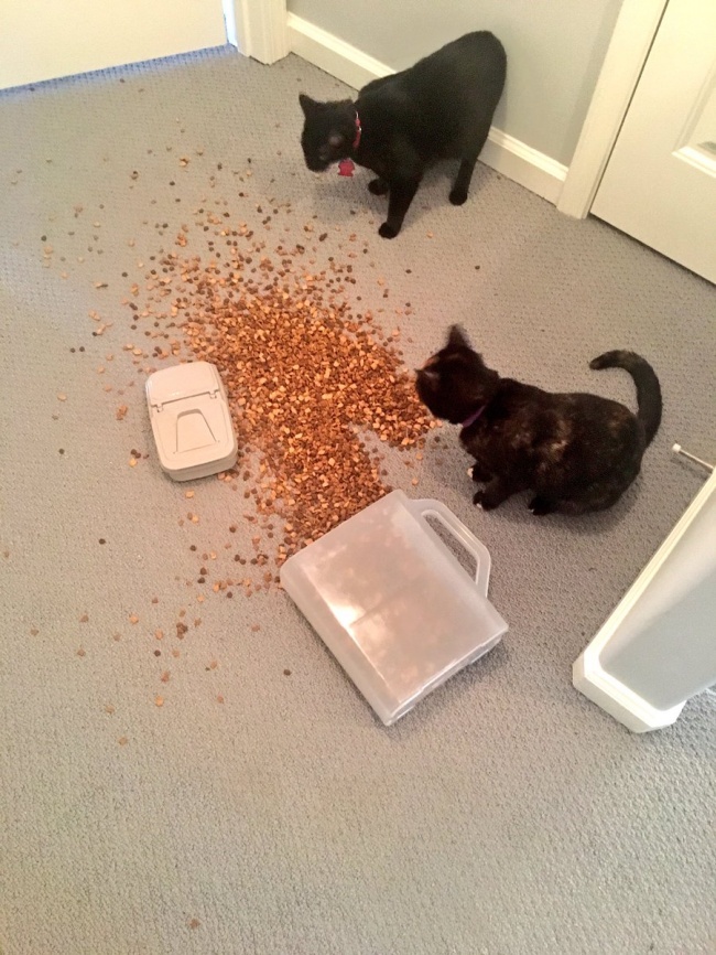 Illustration de l'article : 15 images that show how life with a cat can sometimes be complicated