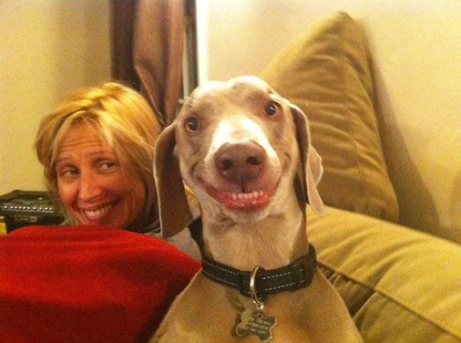 Illustration de l'article : 25 cute pets snapped mimicking their owners