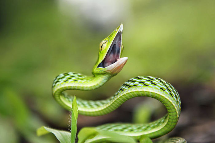 Illustration de l'article : 20 photos that will surely help you get over your fear of snakes