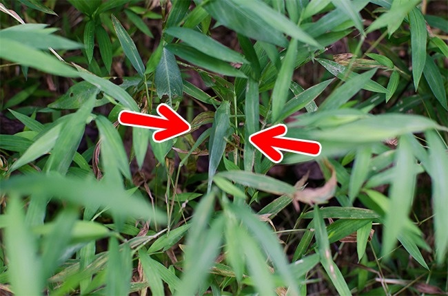 Illustration de l'article : If you don’t have perfect vision, you won’t be able to find the hidden animals in these 10 photos!