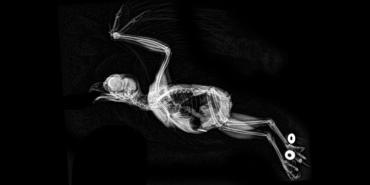 Illustration de l'article : 14 X-ray images that reveal a hidden story