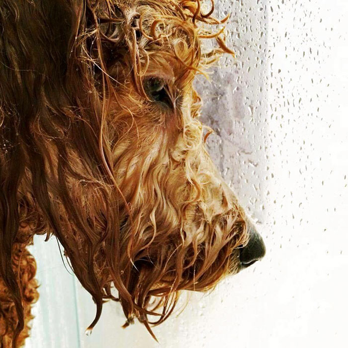 Illustration de l'article : 20 photos that prove animals know how to strike a pose