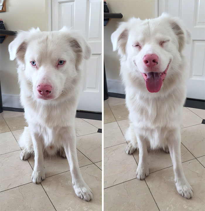 Illustration de l'article : 20 adorable photos of Australian Shepherd dogs