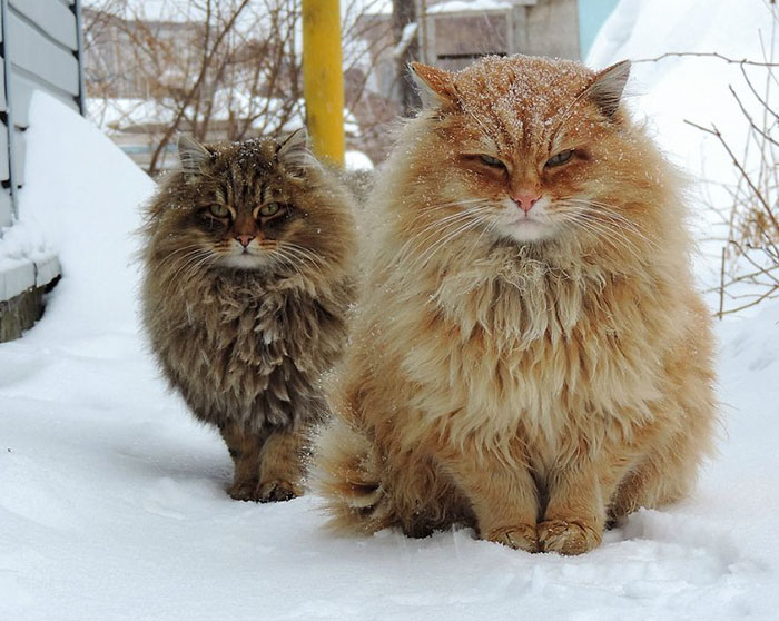 Illustration de l'article : 20 photos that prove animals know how to strike a pose