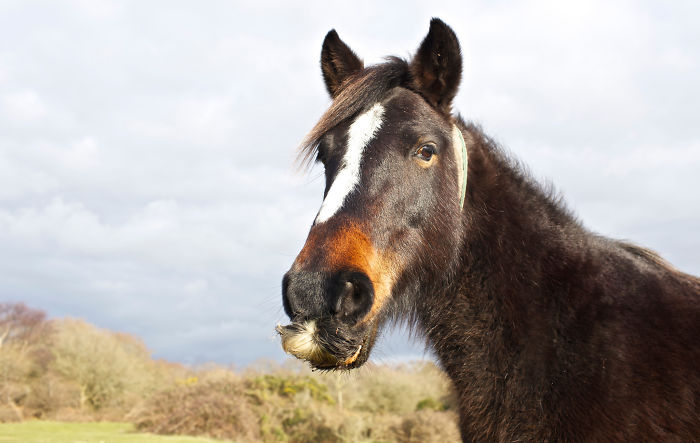 Illustration de l'article : 20 unusual photos of horses with moustaches