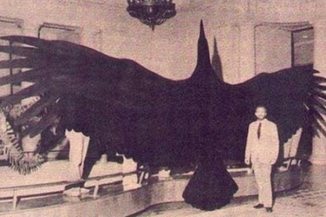 Illustration de l'article : 15 of the biggest living things found on Earth