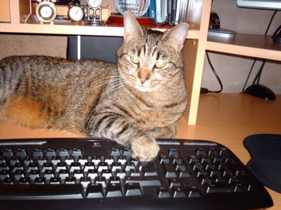 Illustration de l'article : 18 problems that anyone who has a cat experiences everyday