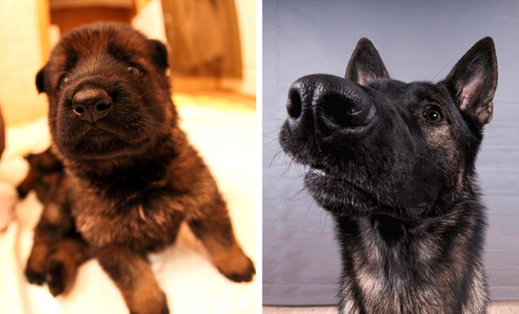 Illustration de l'article : 20 photos of dogs and cats that grew to be bigger than their owners expected