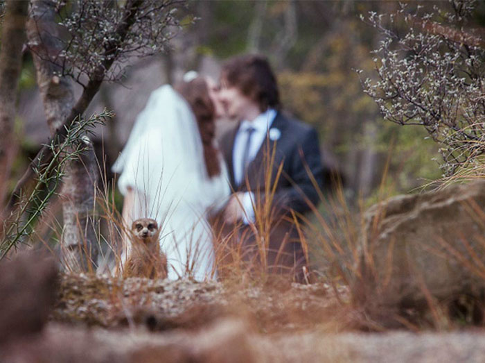Illustration de l'article : 20 hilarious wedding photobombs that crowned the newlyweds' special day