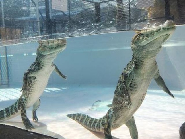 Illustration de l'article : 12 pictures that prove we know nothing about this world