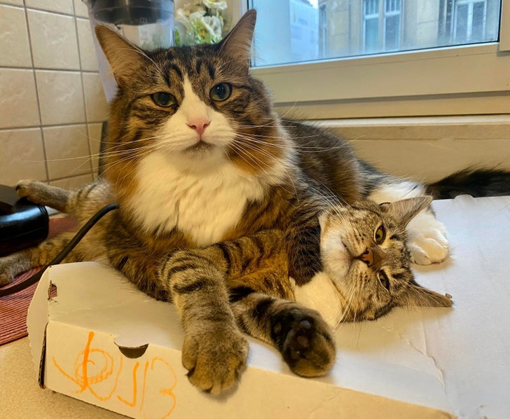 Illustration de l'article : 19 photos of cats that prove they make their own rules