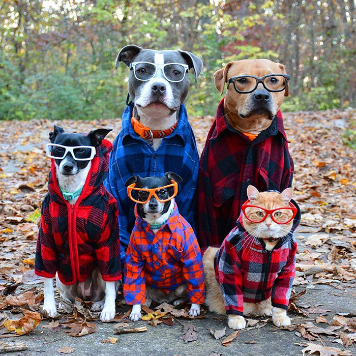 Illustration de l'article : 20 photos that prove animals know how to strike a pose