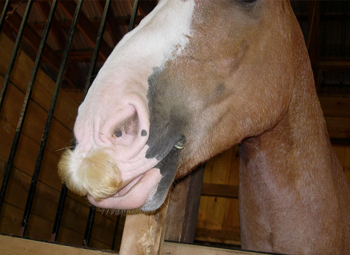 Illustration de l'article : 20 unusual photos of horses with moustaches