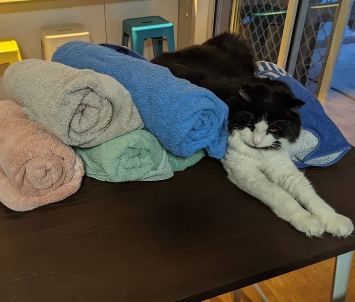 Illustration de l'article : 19 photos of cats that prove they make their own rules