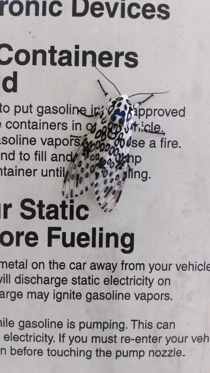 Illustration de l'article : 32 perfect examples of accidental camouflage