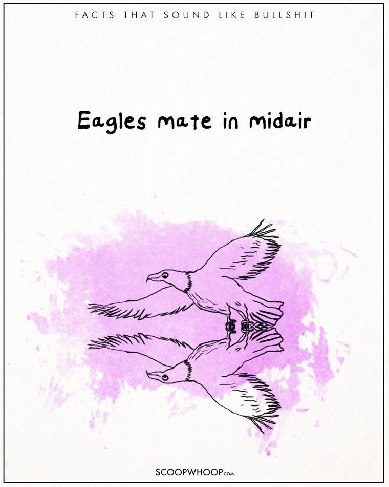 Illustration de l'article : 22 crazy but totally true facts illustrated with drawings!