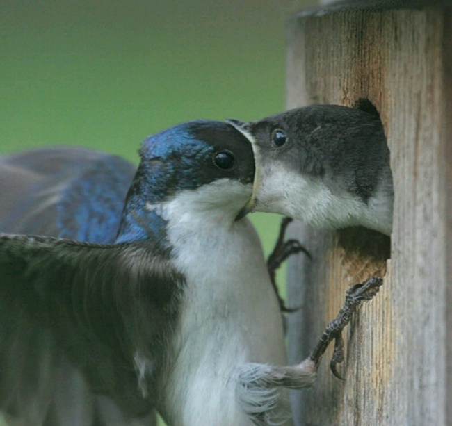 Illustration de l'article : 32 awesome perfectly-timed photos