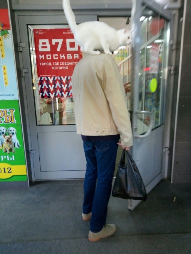 Illustration de l'article : 22 photos that prove cats really are a law unto themselves