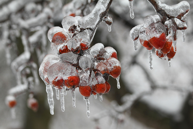 Illustration de l'article : 20 amazing sights that you'll only see when the weather's freezing cold