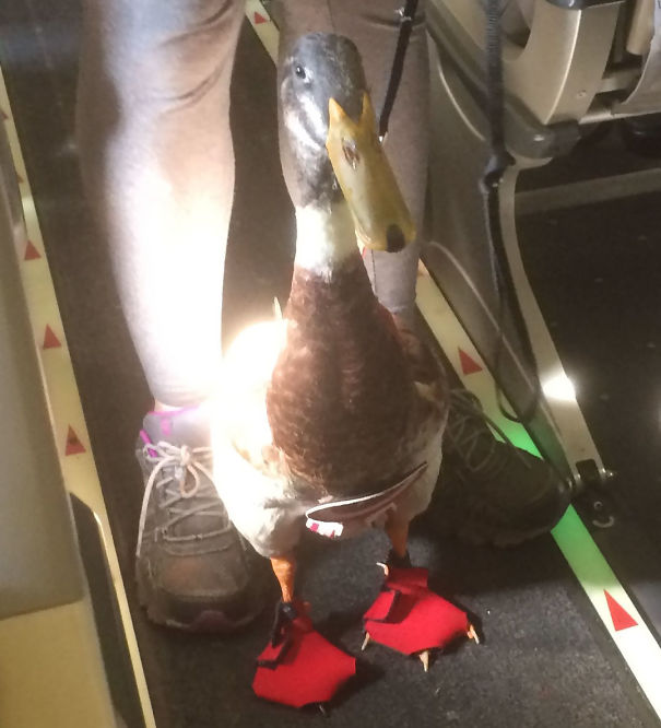Illustration de l'article : 20 super-cute photos of animals traveling on planes