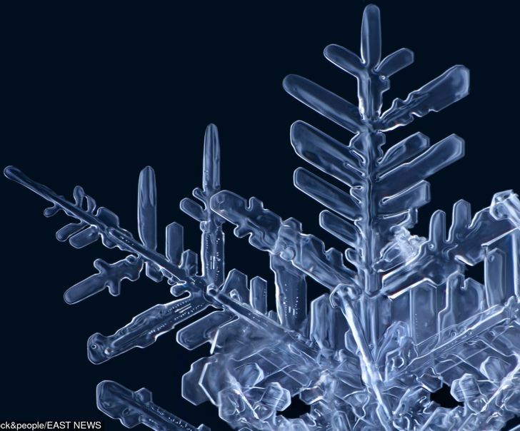 Illustration de l'article : 16 fascinating microscope photos that show off mesmerizing details 