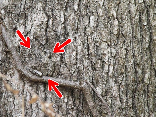 Illustration de l'article : If you don’t have perfect vision, you won’t be able to find the hidden animals in these 10 photos!